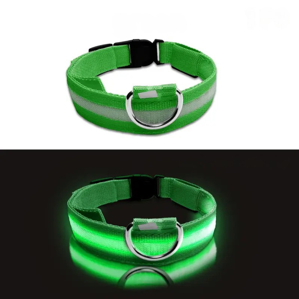 Collier LED phosphorescent pour chien