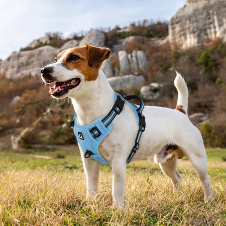 Harnais chien anti-fuite réglable + laisse 1,5 m réfléchissante