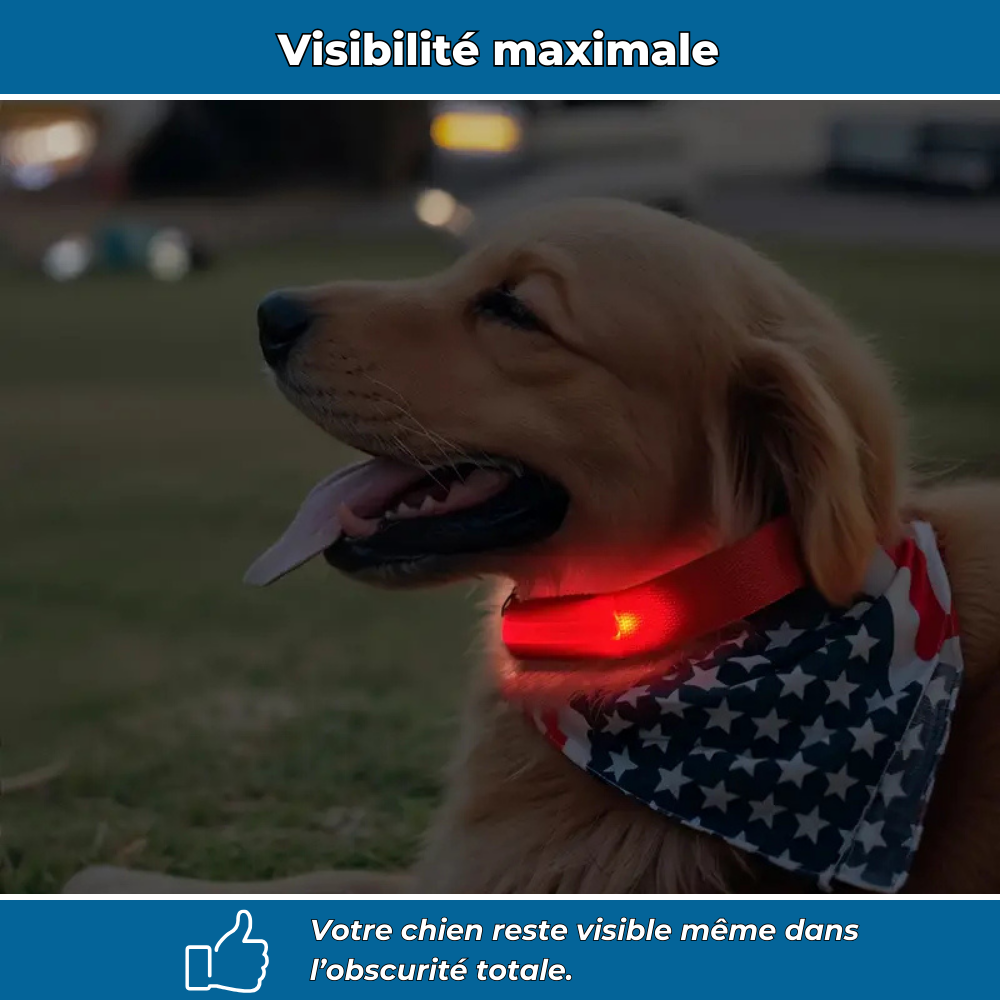 Collier LED phosphorescent pour chien