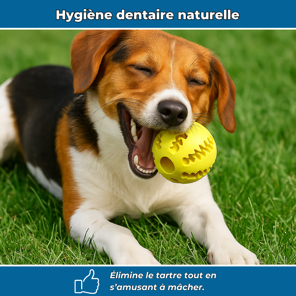 Balle en caoutchouc à mâcher pour chien