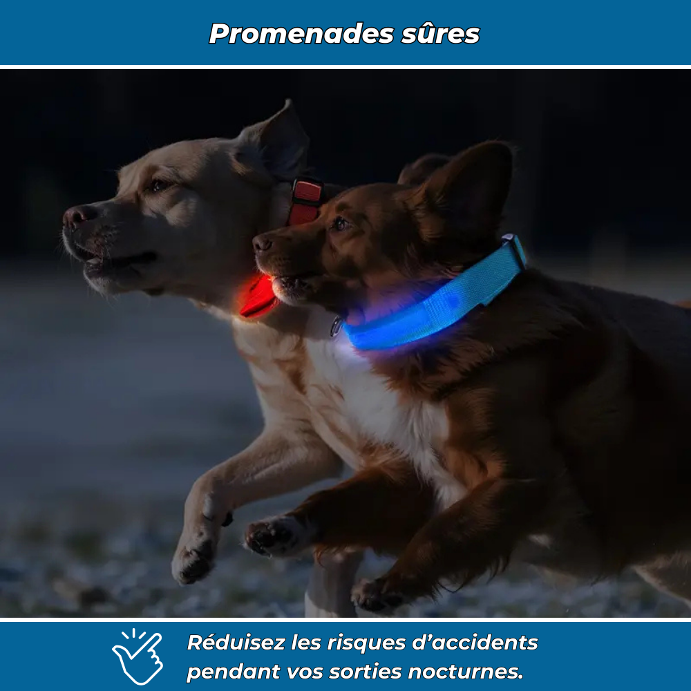 Collier LED phosphorescent pour chien