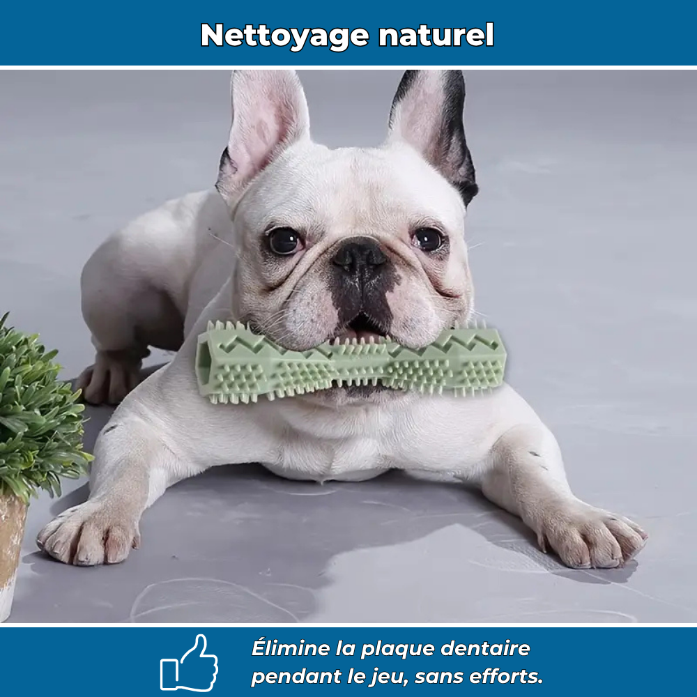 Bâtonnet Molaire en Caoutchouc Souple pour Chiens