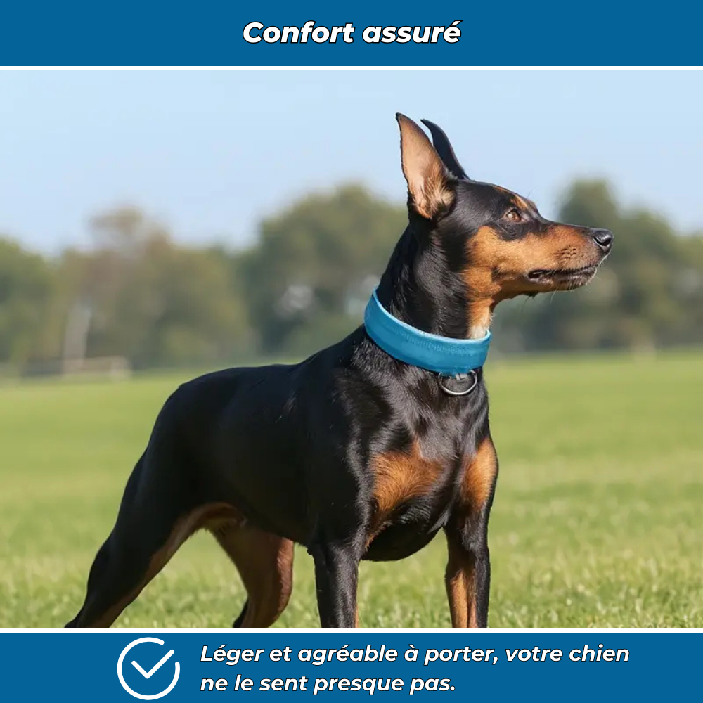 Collier LED phosphorescent pour chien
