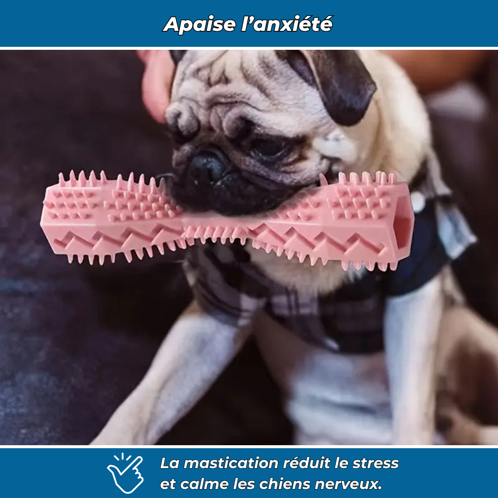 Bâtonnet Molaire en Caoutchouc Souple pour Chiens