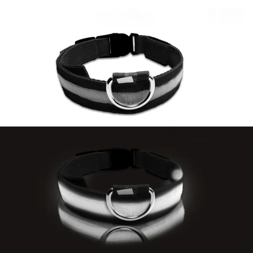 Collier LED phosphorescent pour chien