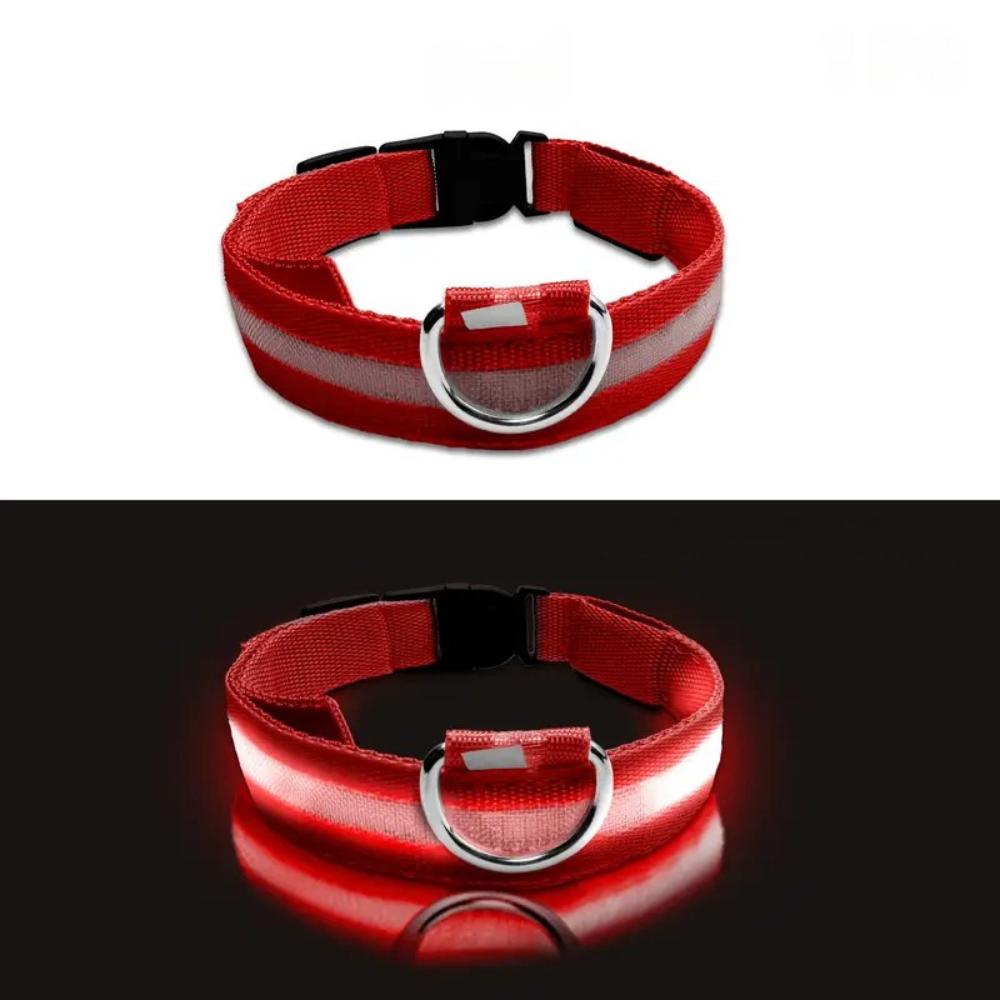 Collier LED phosphorescent pour chien