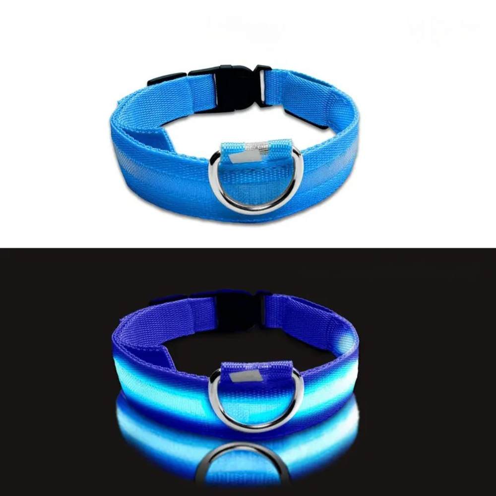 Collier LED phosphorescent pour chien